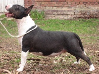 Étalon Bull Terrier - javarke silver sensation