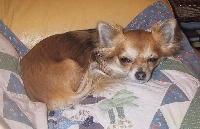 Étalon Chihuahua - D'jamie lee des Little Tinkerbells