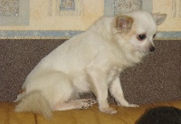Étalon Chihuahua - E'LYLLI-BELLE du Domaine de L'Impitoyable