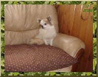 Étalon Chihuahua - Rio bravo du clos des mouissoux