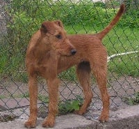 Étalon Irish Terrier - CH. O'Nut Glen Voice of love