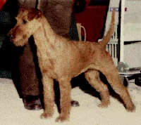 Étalon Irish Terrier - O'Nut Glen Utha colleen