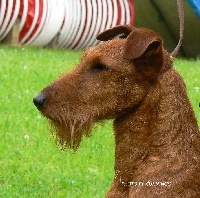 Étalon Irish Terrier - CH. O'Nut Glen Burgundy duke