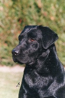 Étalon Labrador Retriever - Miodyca Eros