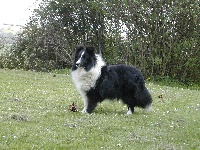 Étalon Shetland Sheepdog - Elisa noire du Grand Pre D'Ortignac
