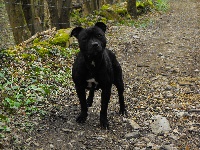 Étalon Staffordshire Bull Terrier - Critik black diamond of glowing cloud