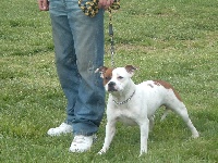 Étalon Staffordshire Bull Terrier - Emperess Eugenie Of the browndeanlaws bullyboys