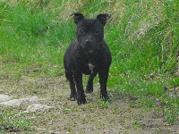 Étalon Staffordshire Bull Terrier - Explosive black diamond of glowing cloud