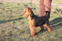 Étalon Welsh Terrier - CH. Elfy de l Echo des Bois Dores