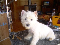 Étalon West Highland White Terrier - Eve du chalet de candresse