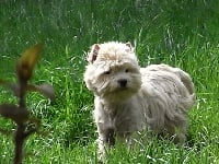Étalon West Highland White Terrier - Djerba De la combe berail