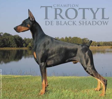 CH. Trotyl de black shadow