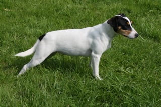 Les Parson Russell Terrier de l'affixe   Du Bois De Morchène