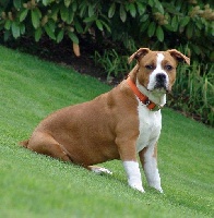 Étalon American Staffordshire Terrier - CH. Fifty cent of Royal Dreamstaff
