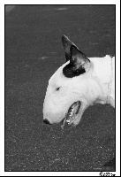 Étalon Bull Terrier - Madlab Eye candy