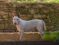 Étalon Bull Terrier - Valera (Sans Affixe)