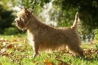 Étalon Cairn Terrier - ch daikiri du Harpouy D'Auzan