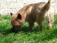 Étalon Cairn Terrier - Clémentine de l'Orée de Bretagne