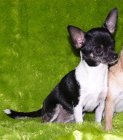 Étalon Chihuahua - Éloa des jolis coeurs de Stanley