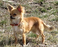 Étalon Chihuahua - Emma des amours de léos