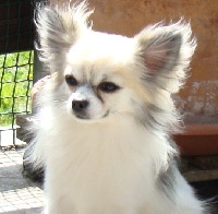 Étalon Chihuahua - E'moustache Plume de Loup