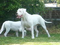Étalon Dogo Argentino - Era de l'argentin du Quercy Blanc
