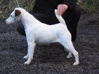 Étalon Fox Terrier Poil lisse - Abbagold Of Pip's Made
