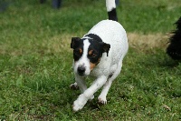 Étalon Jack Russell Terrier - Chaï du domaine rossini