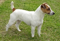 Étalon Jack Russell Terrier - Dypsie-j-austen (Sans Affixe)