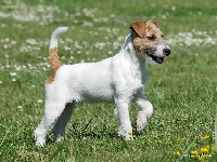 Étalon Parson Russell Terrier - CH. Ethan of jack and co.