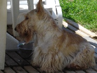 Étalon Scottish Terrier - King champagne vom rahmbruch