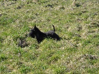 Étalon Scottish Terrier - Uxley d'ingreville