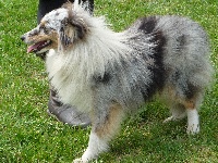 Étalon Shetland Sheepdog - Decibelle symbole des O'Connelli