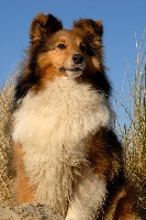 Étalon Shetland Sheepdog - Cannelle des dunes de la cote d'opale