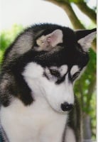 Étalon Siberian Husky - CH. Up to date Of cool water