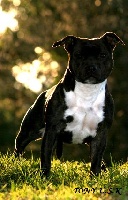 Étalon Staffordshire Bull Terrier - CH. Tabby alpaka of the upper staff kennel