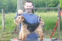Étalon Welsh Terrier - Cybelle De L'echo Des Bois Dorés
