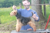 Étalon Welsh Terrier - Cassis De L'echo Des Bois Dorés
