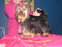 Étalon Yorkshire Terrier - Chanelle de l'Aube de Capimondis