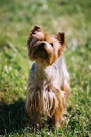 Étalon Yorkshire Terrier - Uliana rothby's des robine masters