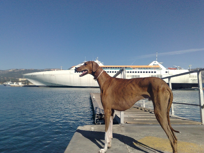 Chien Azawakh C Aslane Kel Arawane Nefta