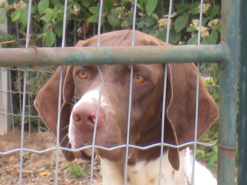 Braque Français : tout savoir sur cette race de chien