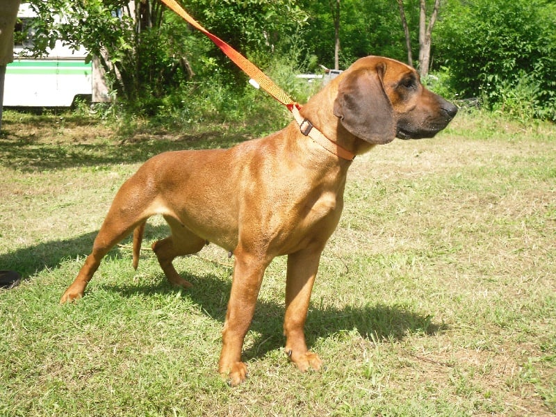 Les chien de Rouge de Hanovre de l'affixe   du gré du vent des oliviers