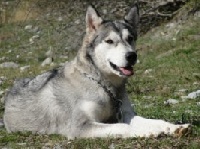 Étalon Alaskan Malamute - D'yepa el lobo delgado