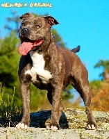 Étalon American Staffordshire Terrier - Cry of sheitan de Dog's Man Crew