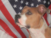 Étalon American Staffordshire Terrier - Baika (Sans Affixe)