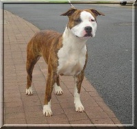 Étalon American Staffordshire Terrier - A pageant's Of west knight
