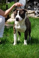 Étalon American Staffordshire Terrier - franstal's Zeldar