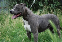 Étalon American Staffordshire Terrier - Anything for her Pequelet des verdieres