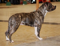Étalon American Staffordshire Terrier - Akira combreux Of thunderbolt American